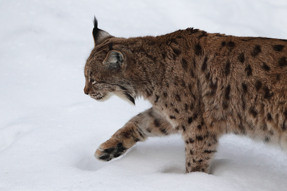 What does it mean to have the lynx disappear from our forests again?	